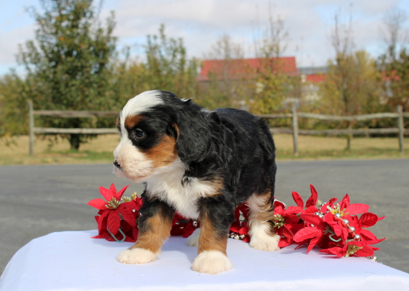 puppy, for, sale, Mini Bernedoodle F2, Matthew B. Stoltzfus, dog, breeder, Gap, PA, dog-breeder, puppy-for-sale, forsale, nearby, find, puppyfind, locator, puppylocator, aca